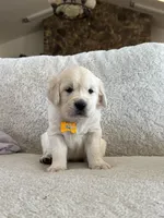 Bay, a male Golden Retriever for sale in Visalia, CA – 4 of 5