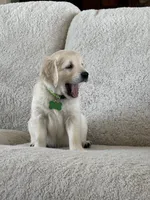 Jaws , a male Golden Retriever for sale in Visalia, CA – 4 of 4