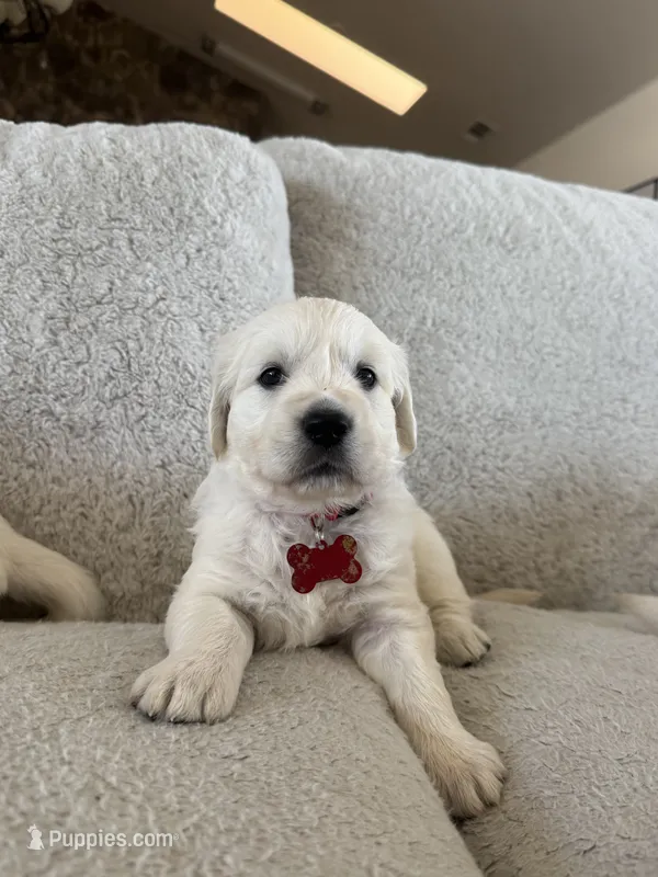 Scuba – English Cream Golden Retriever puppy for sale in Visalia, CA