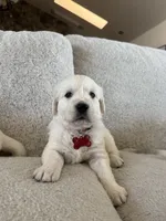 Scuba, a male English Cream Golden Retriever for sale in Visalia, CA – 1 of 6