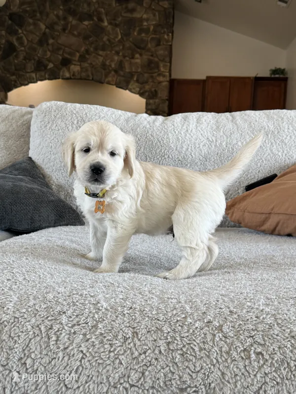 Bay – Golden Retriever puppy for sale in Visalia, CA