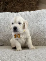 Bay, a male Golden Retriever for sale in Visalia, CA – 3 of 5