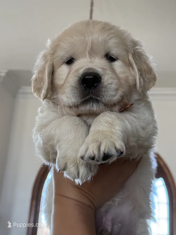 Baby Ray – Golden Retriever puppy for sale in Visalia, CA