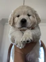 Baby Ray, a male Golden Retriever for sale in Visalia, CA – 1 of 7