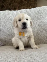 Bay, a male Golden Retriever for sale in Visalia, CA – 5 of 5