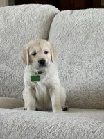 Jaws , a male Golden Retriever for sale in Visalia, CA – 2 of 4