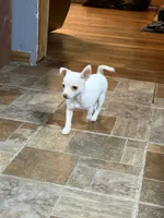 Boy 1, a male Chihuahua for sale in Lake Geneva, WI – 5 of 5