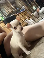 Little girl , a female Chihuahua for sale in Lake Geneva, WI – 5 of 6