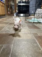 Boy 2, a male Chihuahua for sale in Lake Geneva, WI – 6 of 6