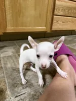 Boy 2, a male Chihuahua for sale in Lake Geneva, WI – 5 of 6