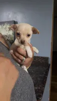 Little girl , a female Chihuahua for sale in Lake Geneva, WI – 3 of 6