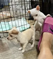 Boy 2, a male Chihuahua for sale in Lake Geneva, WI – 2 of 6