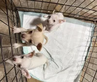 Boy 2, a male Chihuahua for sale in Lake Geneva, WI – 3 of 6