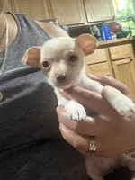 Little girl , a female Chihuahua for sale in Lake Geneva, WI – 4 of 6