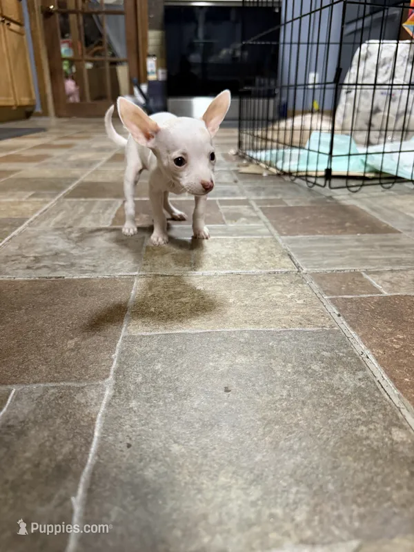 Boy 2 – Chihuahua puppy for sale in Lake Geneva, WI