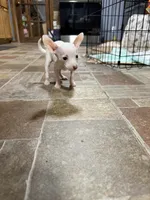Boy 2, a male Chihuahua for sale in Lake Geneva, WI – 1 of 6