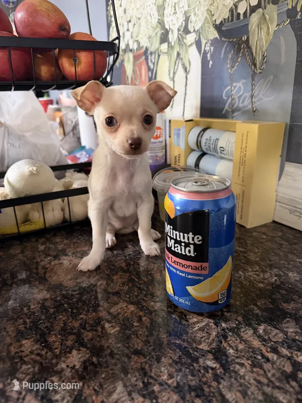 Little girl  – Chihuahua puppy for sale in Lake Geneva, WI