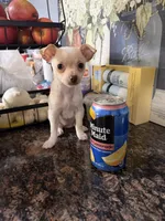 Little girl , a female Chihuahua for sale in Lake Geneva, WI – 1 of 6