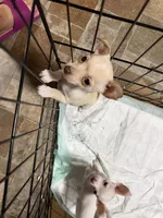 Little girl , a female Chihuahua for sale in Lake Geneva, WI – 6 of 6
