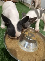 French Bulldog, a male French Bulldog for sale in Banning, CA – 1 of 1