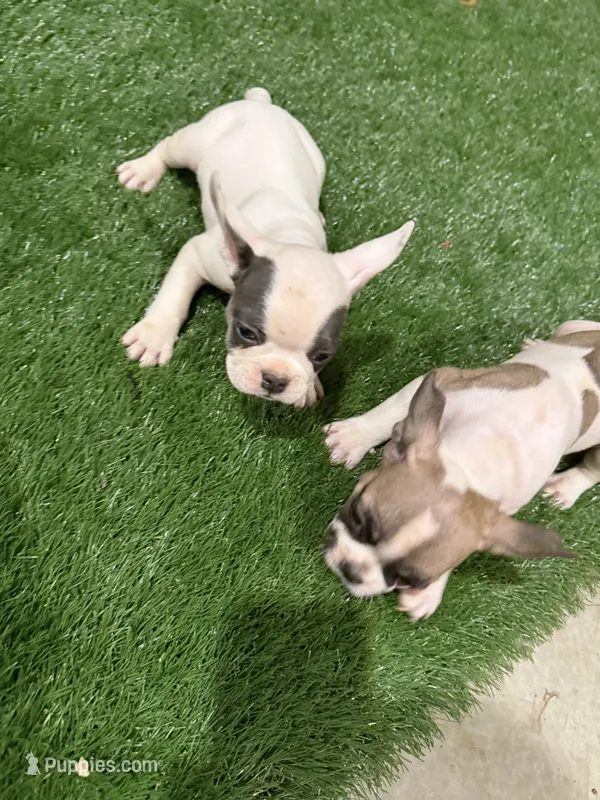 French Bulldog – French Bulldog puppy for sale in Banning, CA