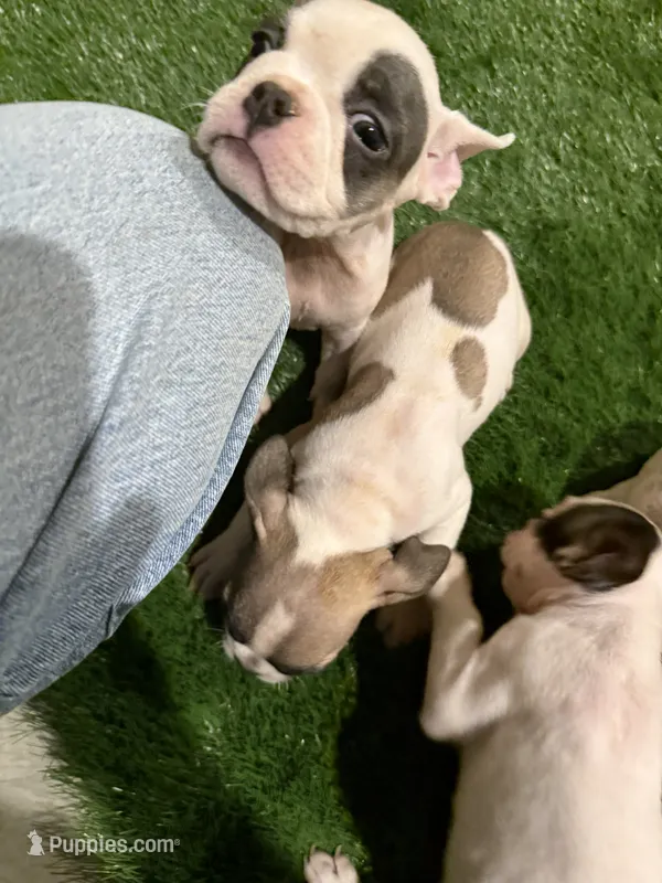French Bulldog – French Bulldog puppy for sale in Banning, CA