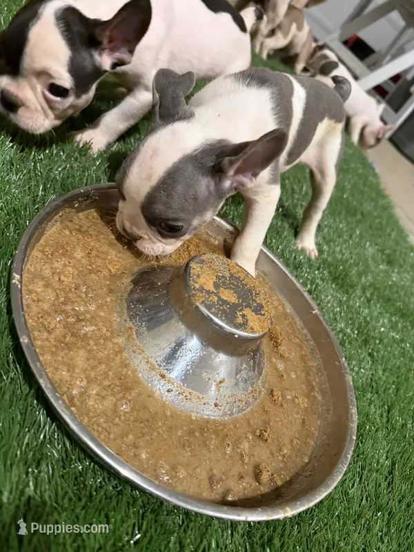 French Bulldog – French Bulldog puppy for sale in Banning, CA