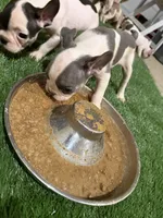 French Bulldog, a male French Bulldog for sale in Banning, CA – 1 of 1