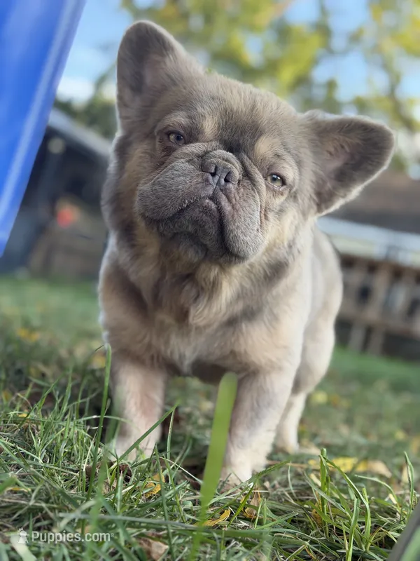Cotto – French Bulldog puppy for sale in 