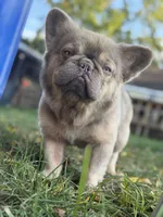 Cotto, a male French Bulldog for sale in ,  – 1 of 10