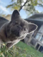Cotto, a male French Bulldog for sale in ,  – 4 of 10
