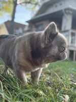 Cotto, a male French Bulldog for sale in ,  – 7 of 10
