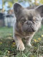 Cotto, a male French Bulldog for sale in ,  – 3 of 10