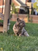 Cotto, a male French Bulldog for sale in ,  – 6 of 10
