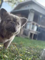 Cotto, a male French Bulldog for sale in ,  – 2 of 10