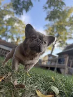 Cotto, a male French Bulldog for sale in ,  – 8 of 10