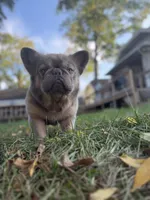 Cotto, a male French Bulldog for sale in ,  – 9 of 10