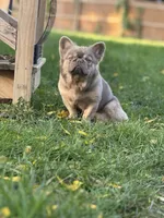 Cotto, a male French Bulldog for sale in ,  – 10 of 10