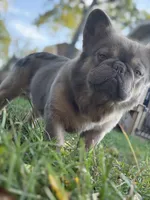 Cotto, a male French Bulldog for sale in ,  – 5 of 10