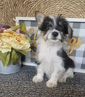 Buzz, a male Cardigan Welsh Corgi and Poodle - Toy  for sale in Ocala, FL – 7 of 8