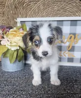 CHARLOTTE , a female Cardigan Welsh Corgi and Poodle - Toy  for sale in Ocala, FL – 2 of 7