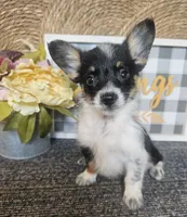 SAMANTHA , a female Cardigan Welsh Corgi and Poodle - Toy  for sale in Ocala, FL – 7 of 10