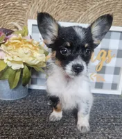 SAMANTHA , a female Cardigan Welsh Corgi and Poodle - Toy  for sale in Ocala, FL – 2 of 10