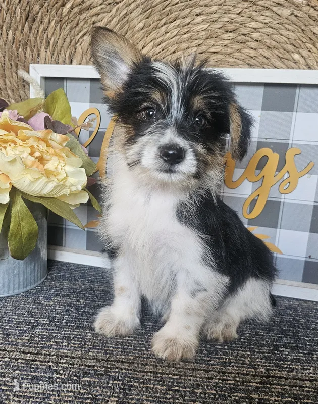 Buzz – Cardigan Welsh Corgi, Poodle - Toy  puppy for sale in Ocala, FL