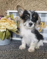 Buzz, a male Cardigan Welsh Corgi and Poodle - Toy  for sale in Ocala, FL – 2 of 8