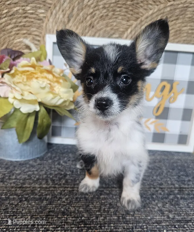 SAMANTHA  – Cardigan Welsh Corgi, Poodle - Toy  puppy for sale in Ocala, FL