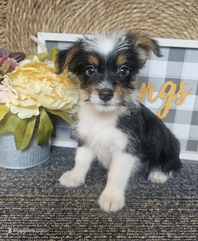 Woody – Cardigan Welsh Corgi, Poodle - Toy  puppy for sale in Ocala, FL