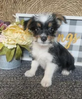 Woody, a male Cardigan Welsh Corgi and Poodle - Toy  for sale in Ocala, FL – 1 of 7