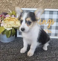 MIRANDA, a female Cardigan Welsh Corgi and Poodle - Toy  for sale in Ocala, FL – 5 of 8