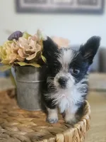GIZMO, a male Cardigan Welsh Corgi and Poodle - Toy  for sale in Ocala, FL – 4 of 10